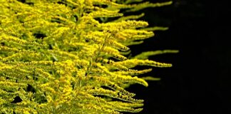 Jak i kiedy najlepiej sadzić truskawki?