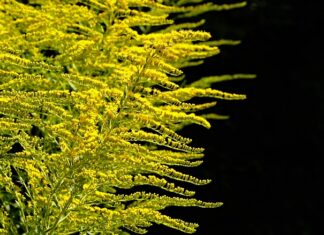 Jak i kiedy najlepiej sadzić truskawki?