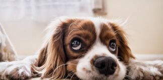 Czy można zabrać psa na pokład samolotu?