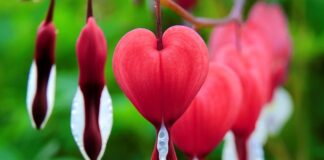 Czy suczka po pokryciu jeszcze krwawi?