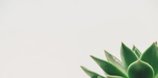 Jaka tylką do dekoracji tortu?