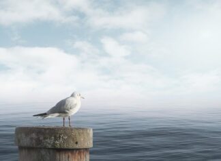 Jak uspokoić kota w samochodzie?