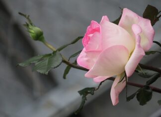 Kto nie powinien jeść żółtego sera?