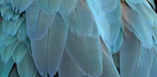 Czy ptasie mleczko jest za granicą?