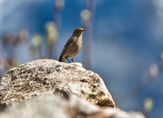 Czy pleśń na żółtym serze jest szkodliwa?